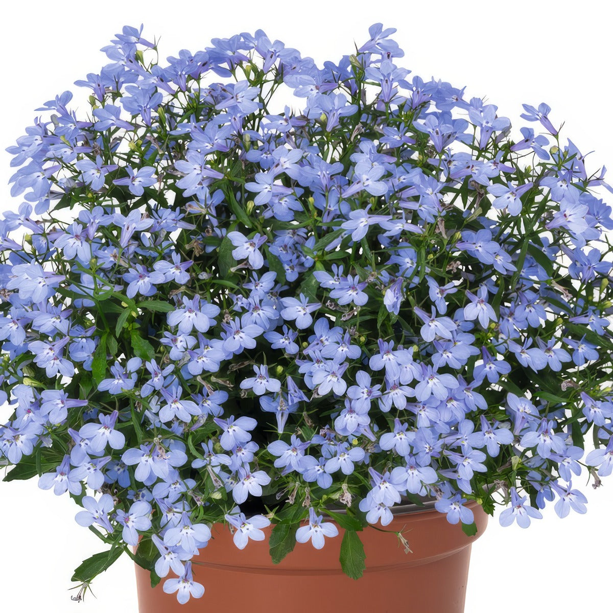 Lobelia Bella Aqua - Garden Express Australia