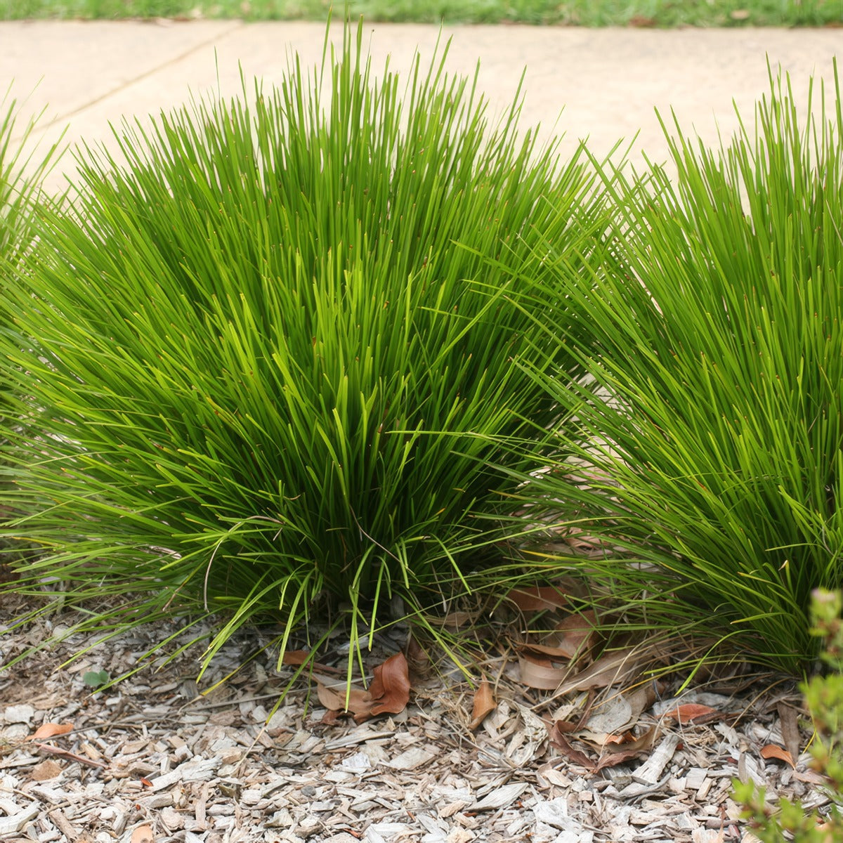 Lomandra Little Lime - Garden Express Australia