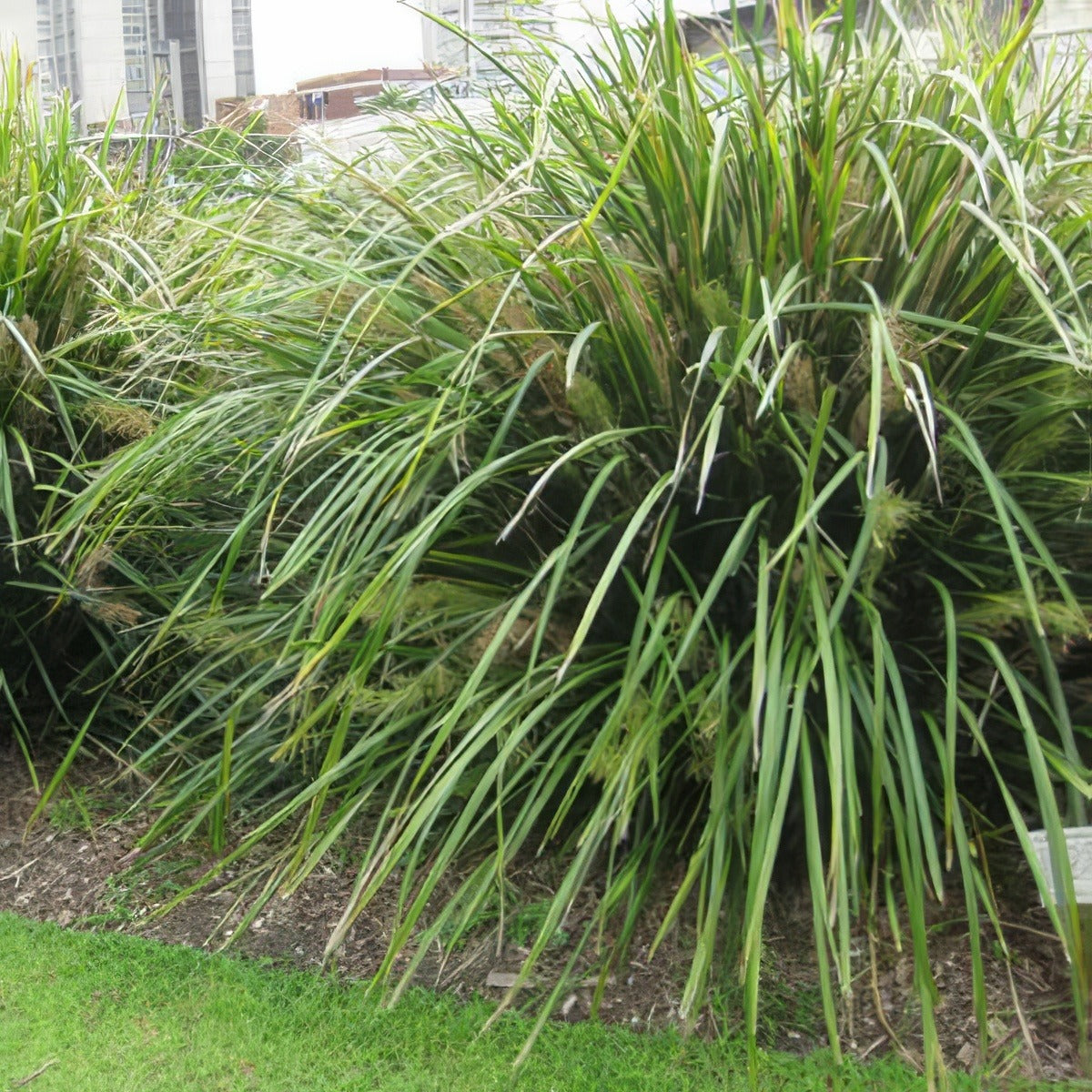 Lomandra Hystrix - Garden Express Australia
