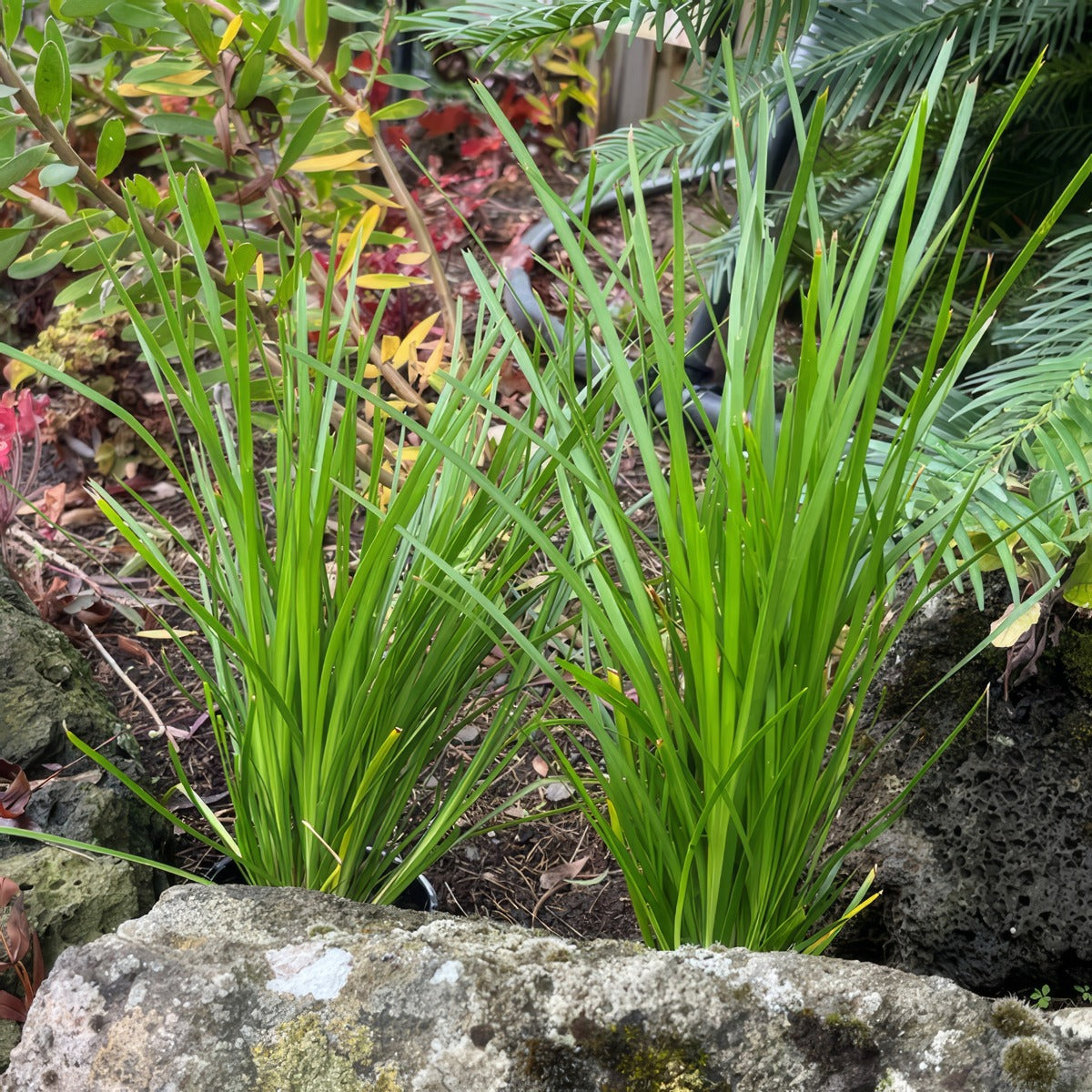 Lomandra Lime Tuff P10lomltu - Garden Express Australia