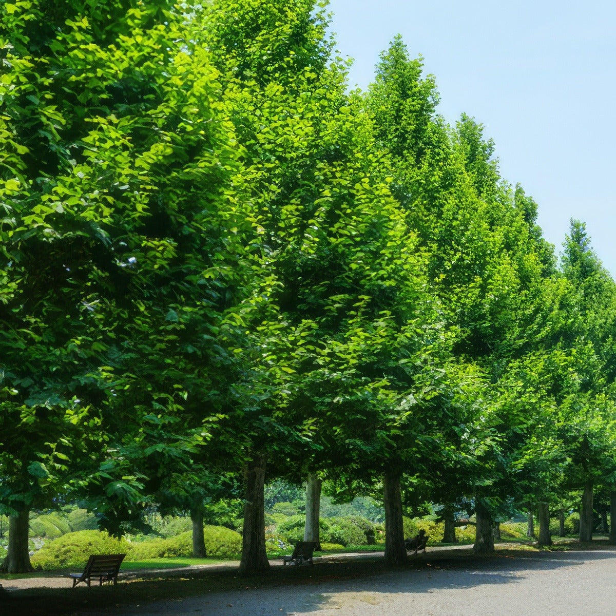 London Plane Tree 16 - Garden Express Australia