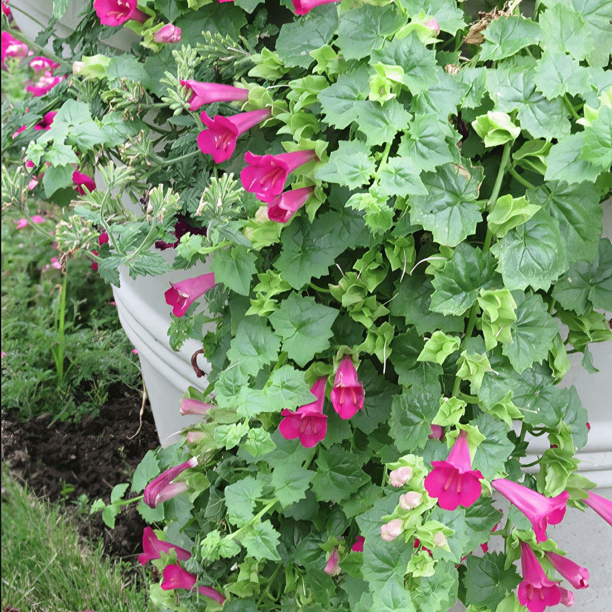 Lophospermum Lofos Compact Rose - Garden Express Australia