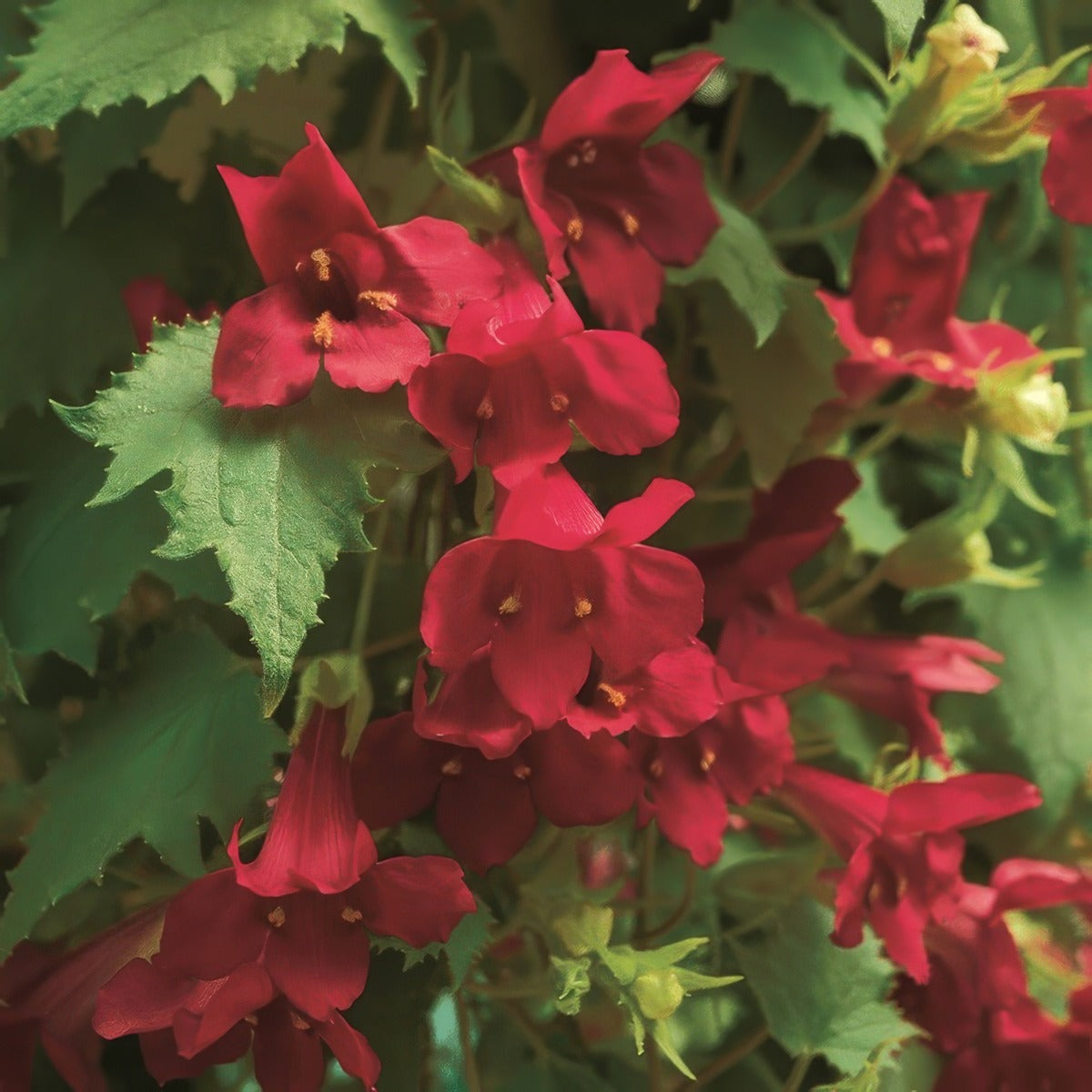 Lophospermum Lofos Wine Red Lpllofwrd - Garden Express Australia