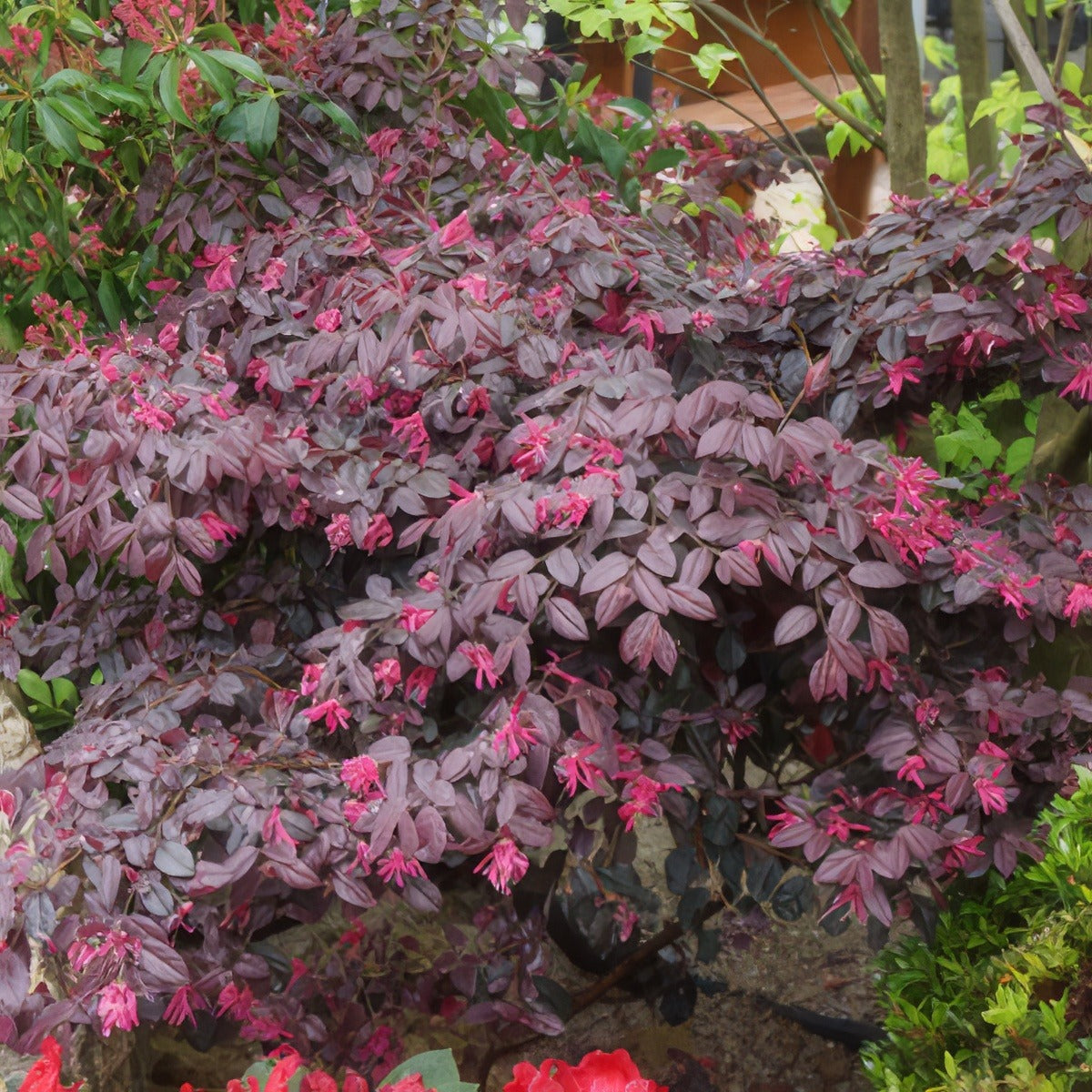 Loropetalum China Pink 16 - Garden Express Australia
