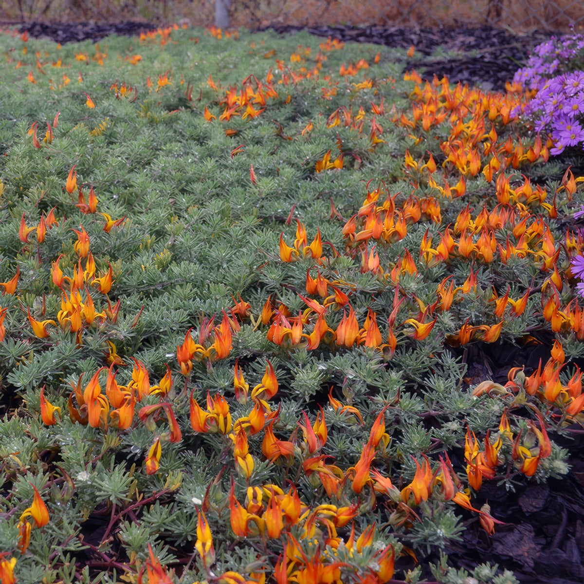 Lotus Gold Flash - Garden Express Australia