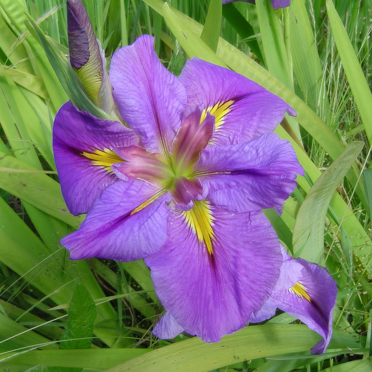 Louisiana Iris Wine And Dine Pklirwad - Garden Express Australia