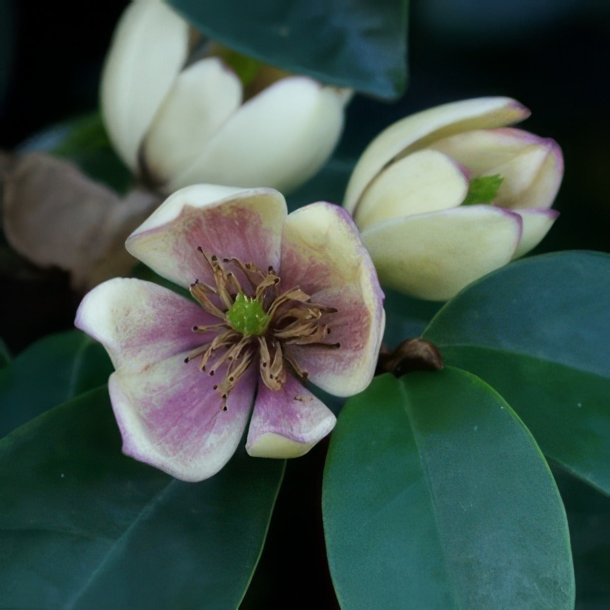 Magnolia Port Wine Courtesy Flickr Tatters 15 - Garden Express Australia