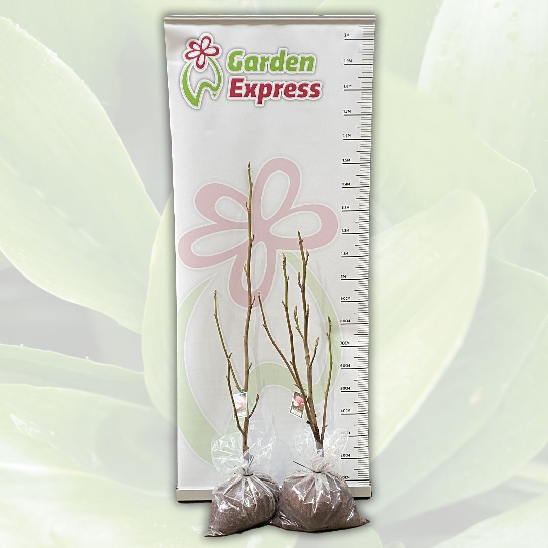Magnolia Caerhays Belle Tremagcbe Size - Garden Express Australia