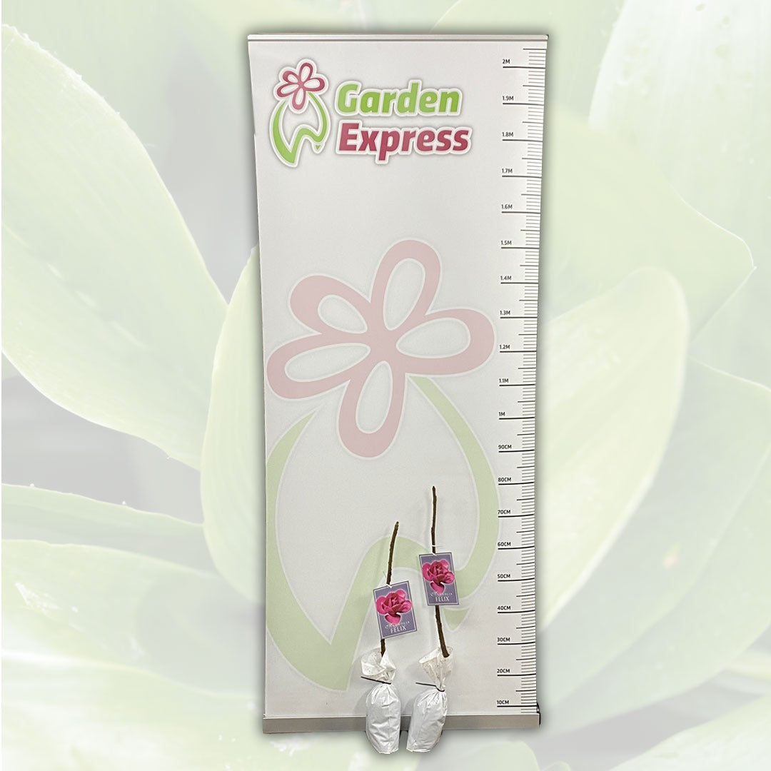 Magnolia Felix Tremagfel Size - Garden Express Australia