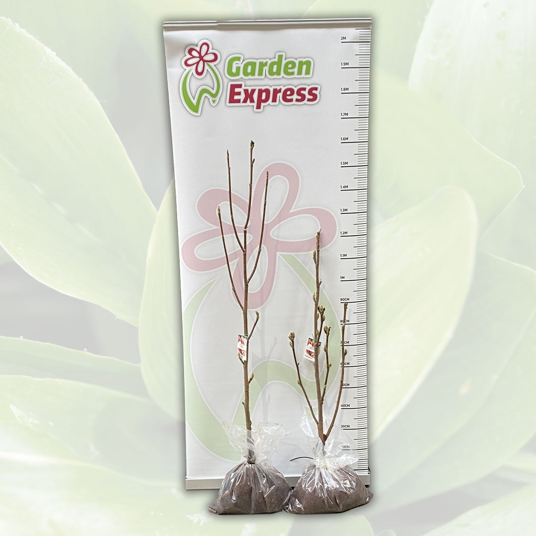 Magnolia Goldfinch Tremaggfi Size - Garden Express Australia