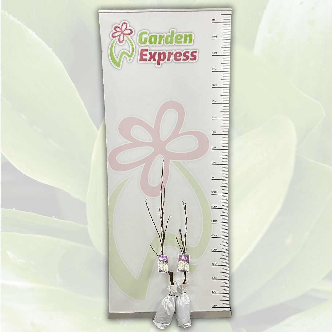 Magnolia Stellata Tremagste Size - Garden Express Australia