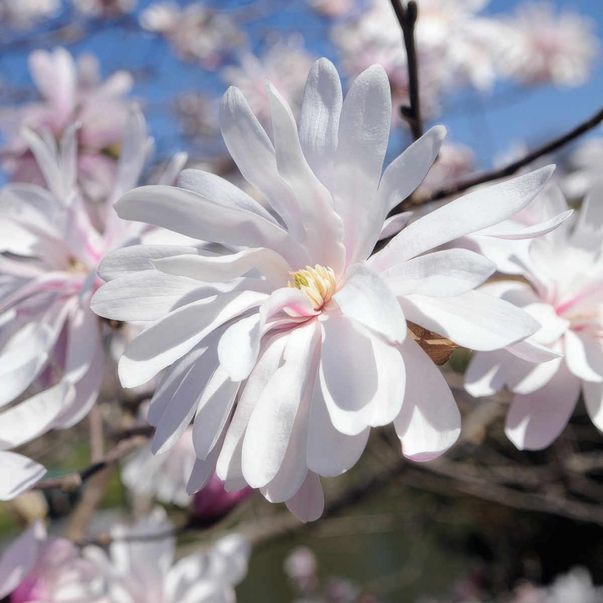 Magnolia Stellata Tremagste - Garden Express Australia