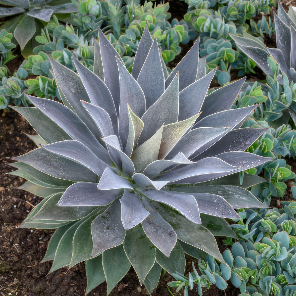 Mangave Lavender Lady Walters Gardens P10manlla - Garden Express Australia