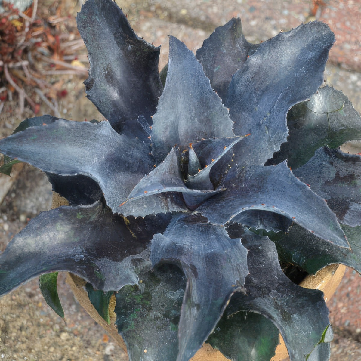 Mangave Night Owl Walters Gardens P10mannow - Garden Express Australia