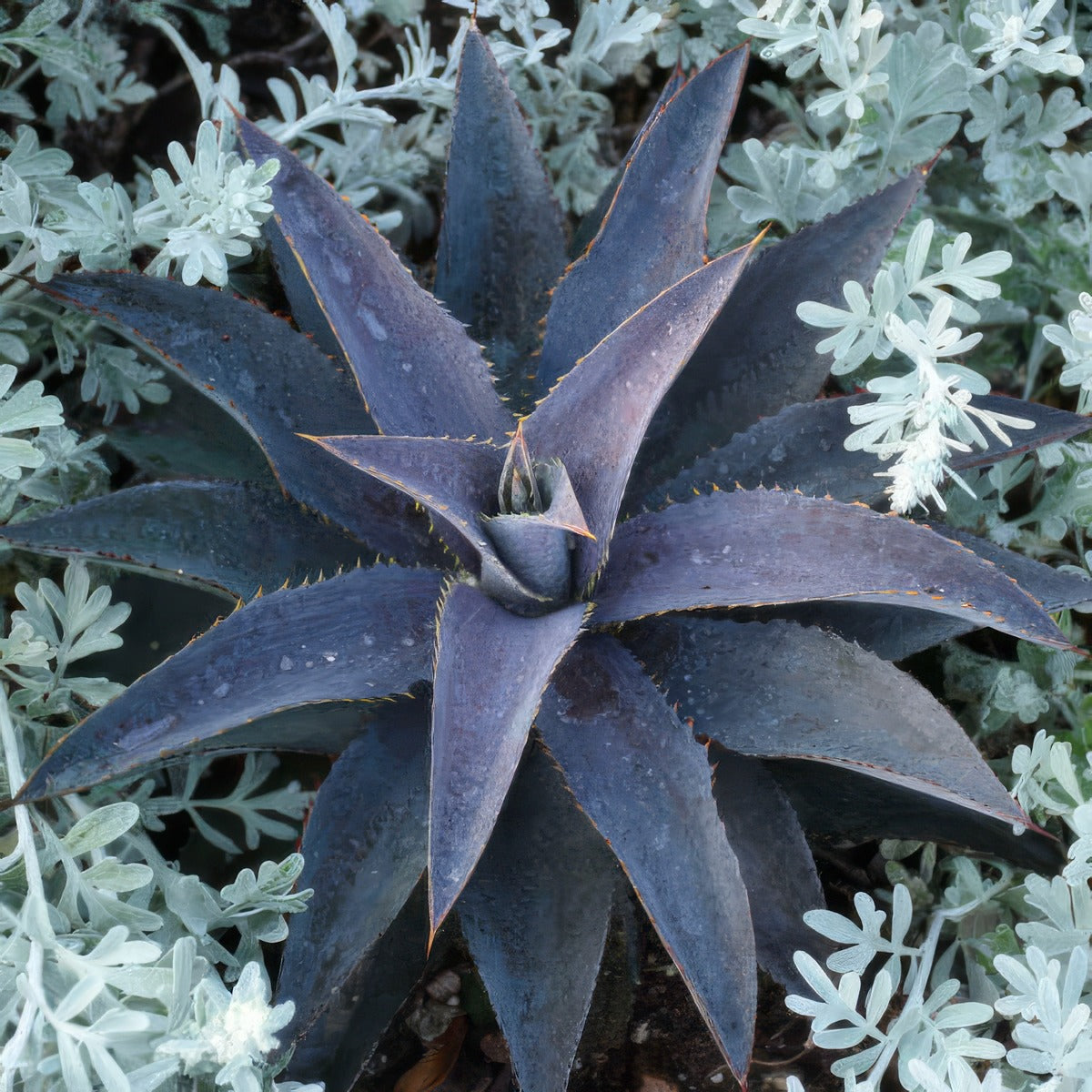 Mangave Purple People Eater Walters Gardens P10manppe R - Garden Express Australia