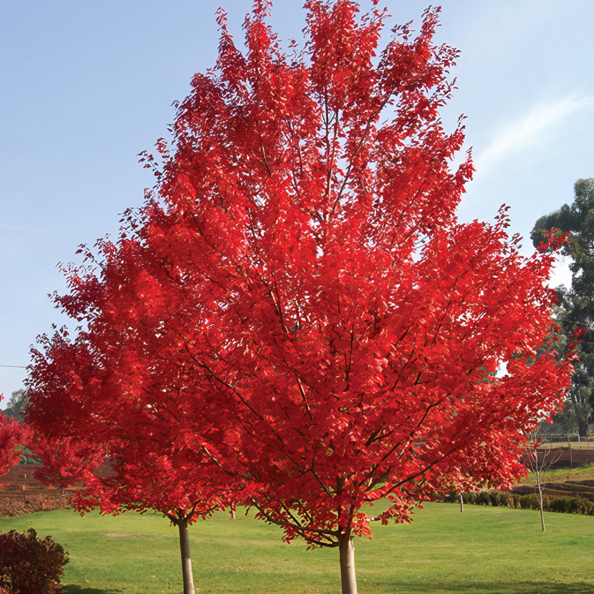 Acer Autumn Red Treaceare - Garden Express Australia