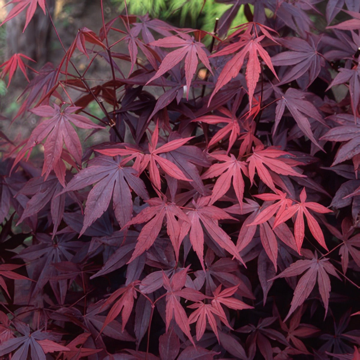 Acer Bloodgood 15 - Garden Express Australia