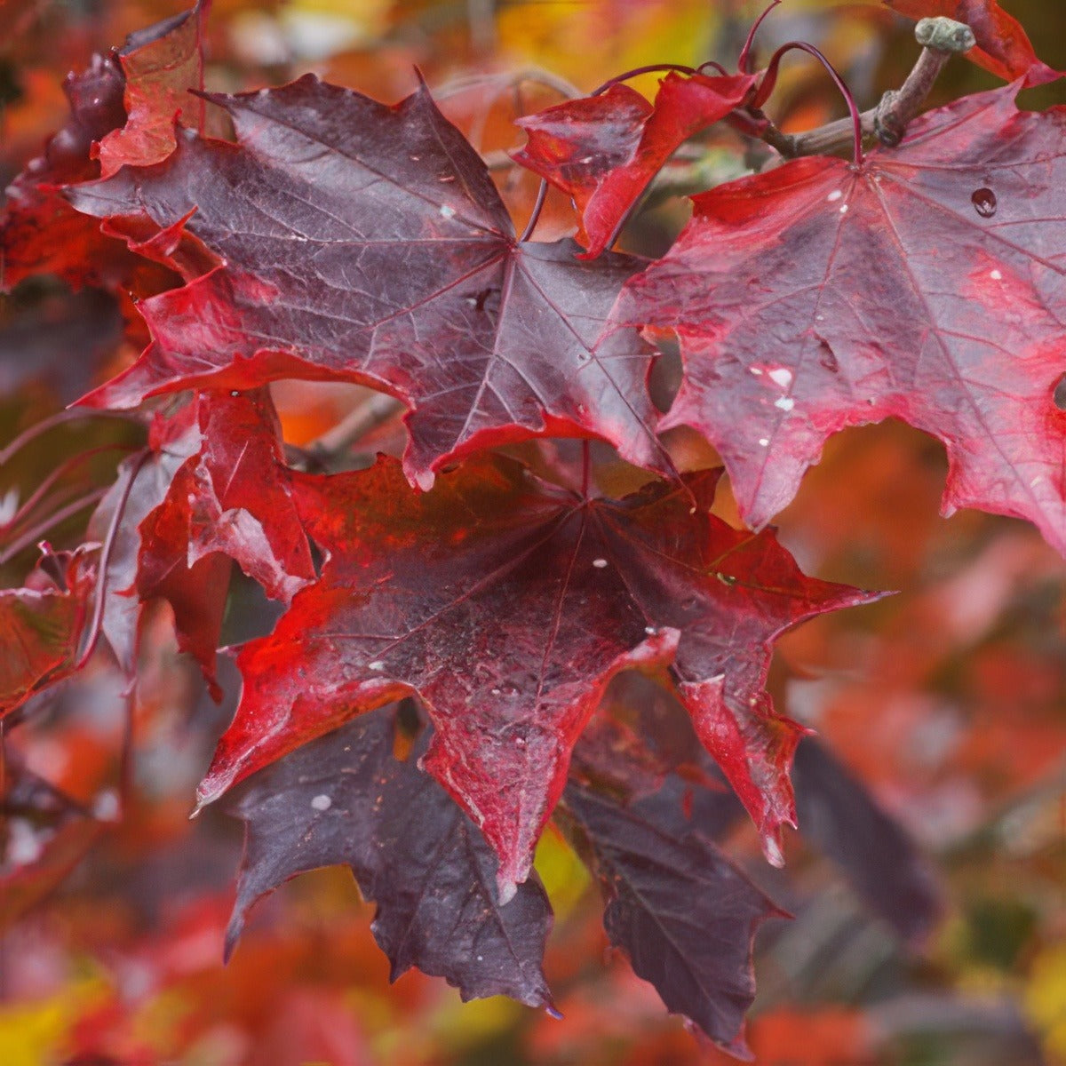 Acer Crimson Sentry 15 Dt 27560015 - Garden Express Australia