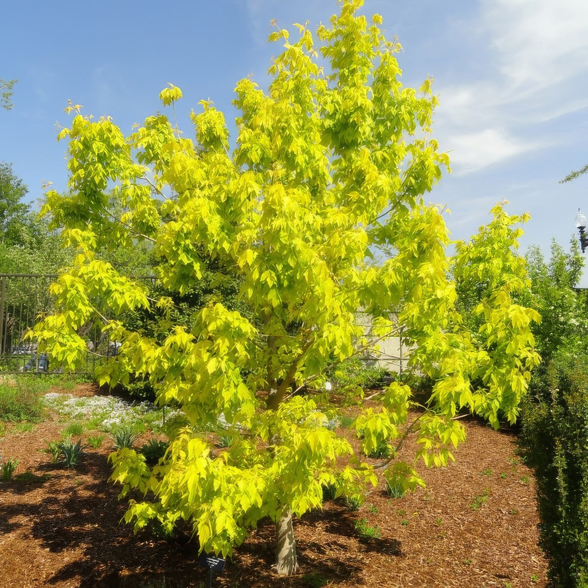 Acer Kellys Gold By Daderot Own Work Via Wiki Treacekgo - Garden Express Australia