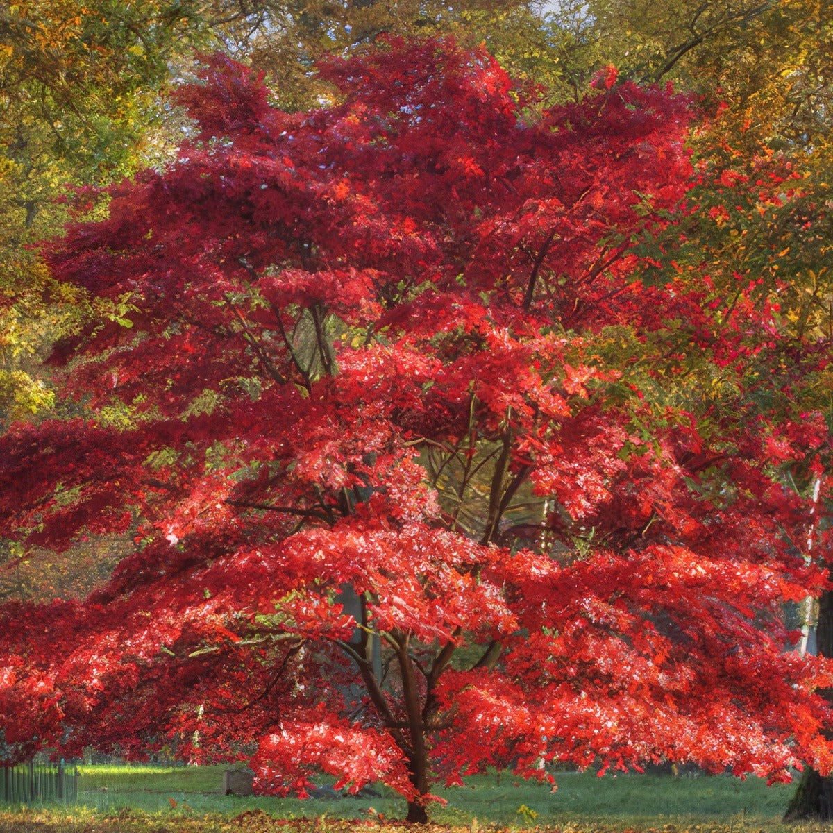 Japanese Maple 15 St 55454488 - Garden Express Australia