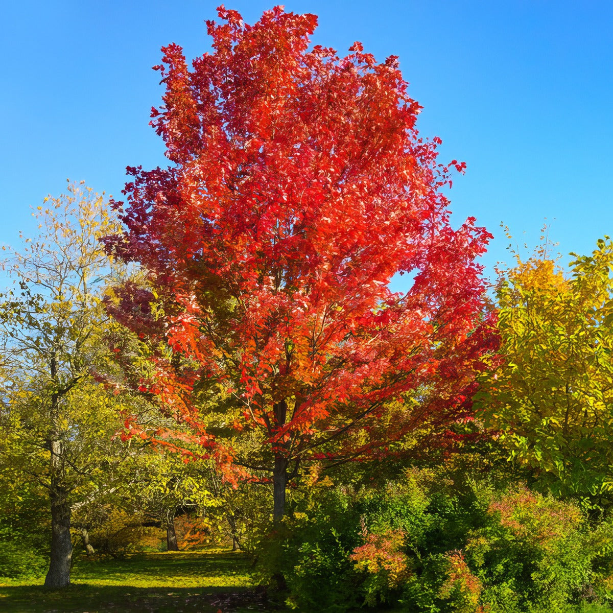 Canadian Maple Tsecanmap - Garden Express Australia