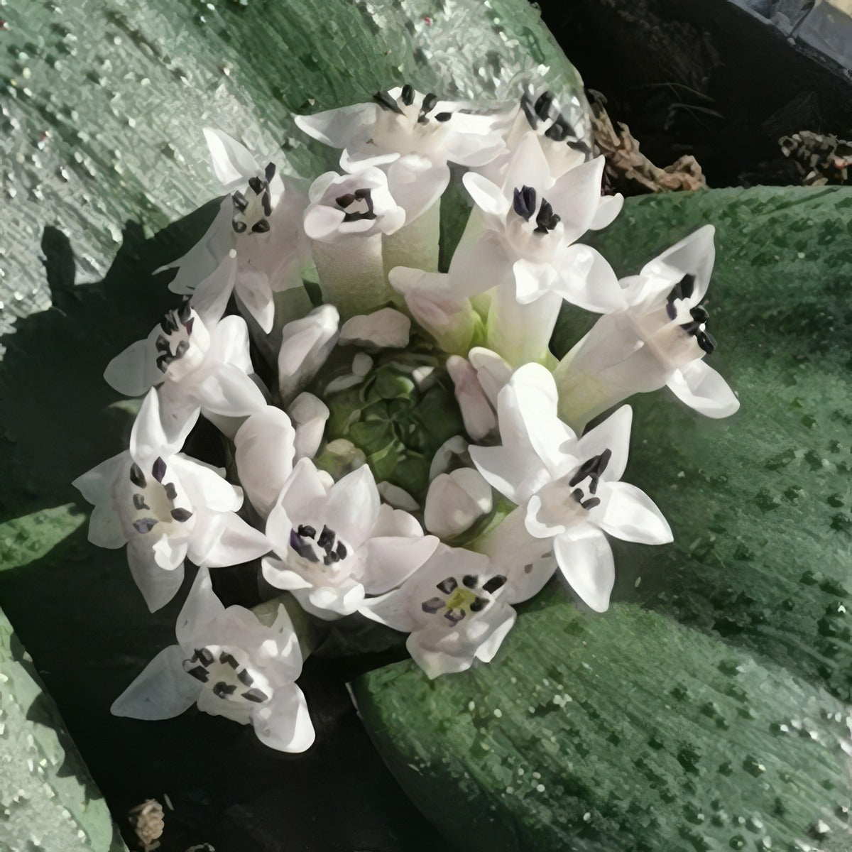 Massonia Amoena Pkmasamo - Garden Express Australia