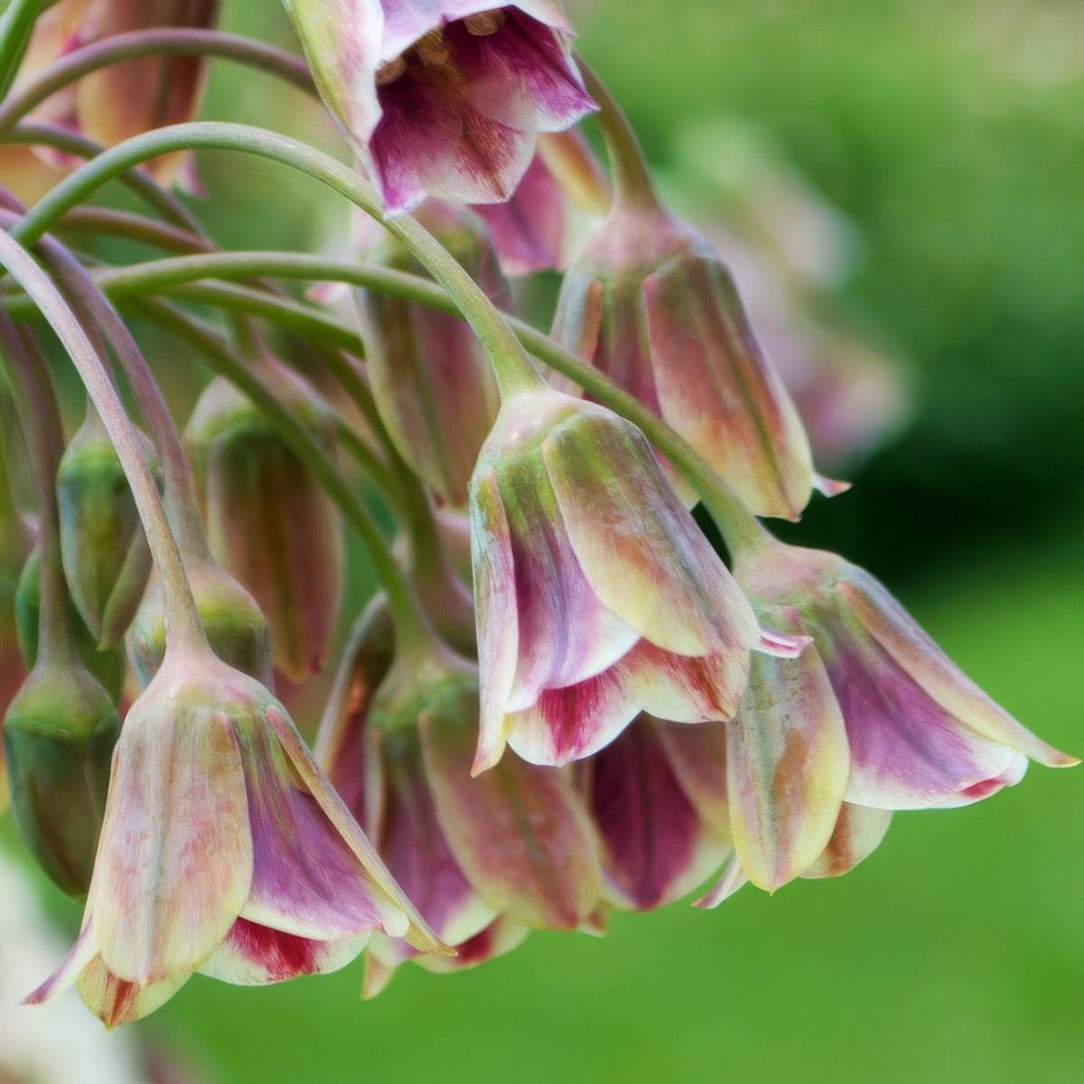 Mediterranean Bells 2 Pkmedbel 2026 - Garden Express Australia