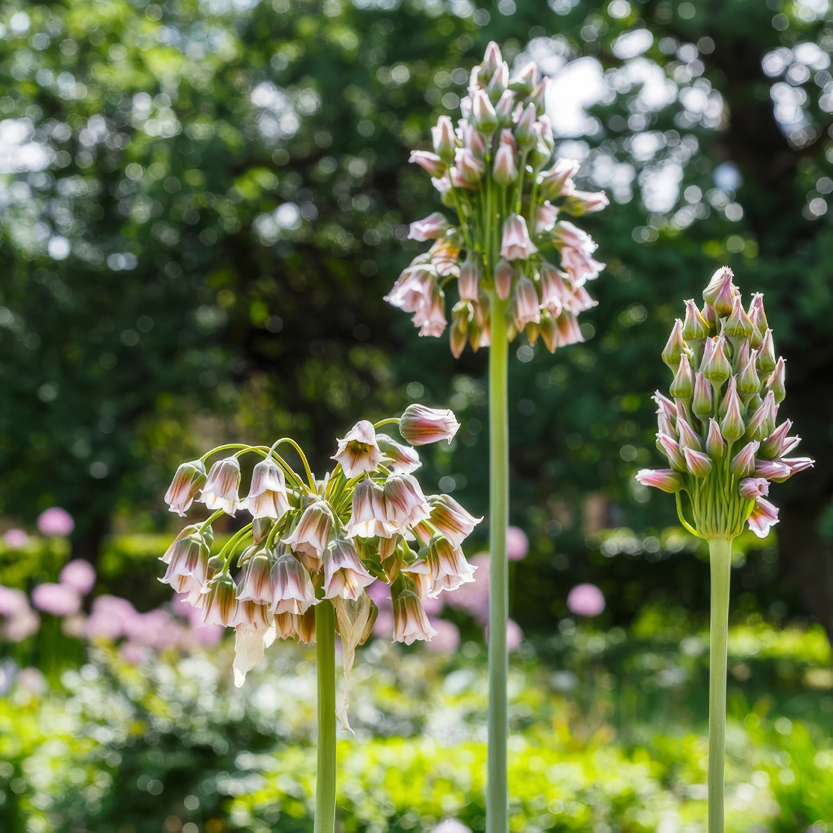 Mediterranean Bells 3 Pkmedbel 2026 - Garden Express Australia