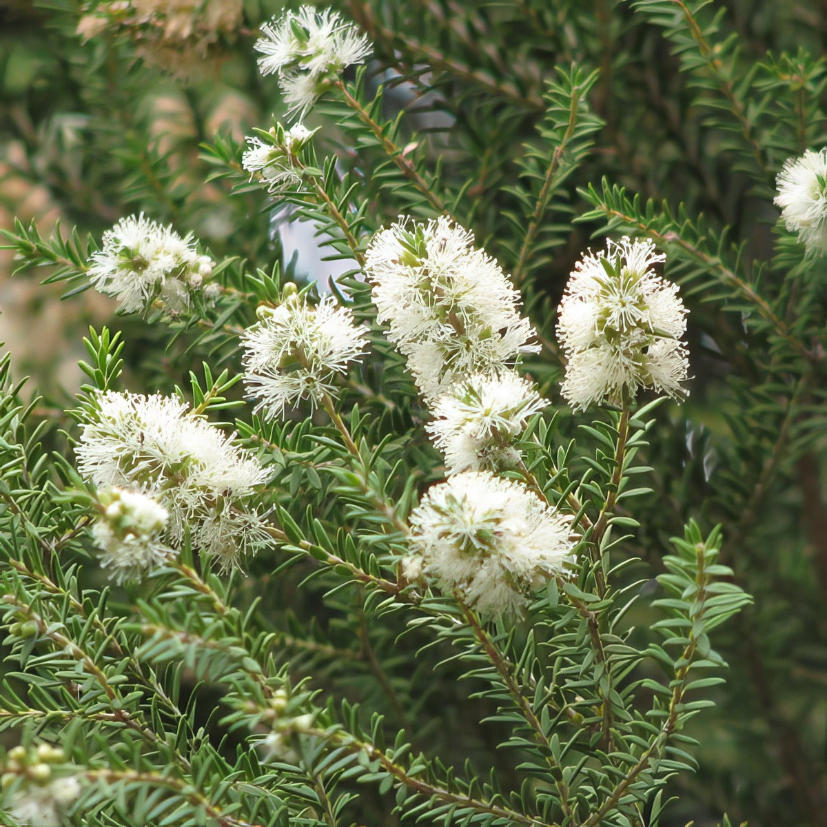 Melaleuca Moonah By Melburnian Via Wiki Lpomelmoo - Garden Express Australia