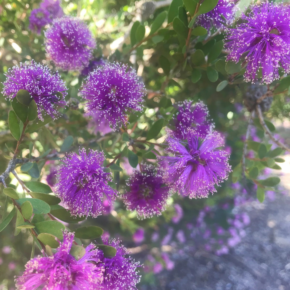 Melaleuca Little Nessie Pplmellne - Garden Express Australia
