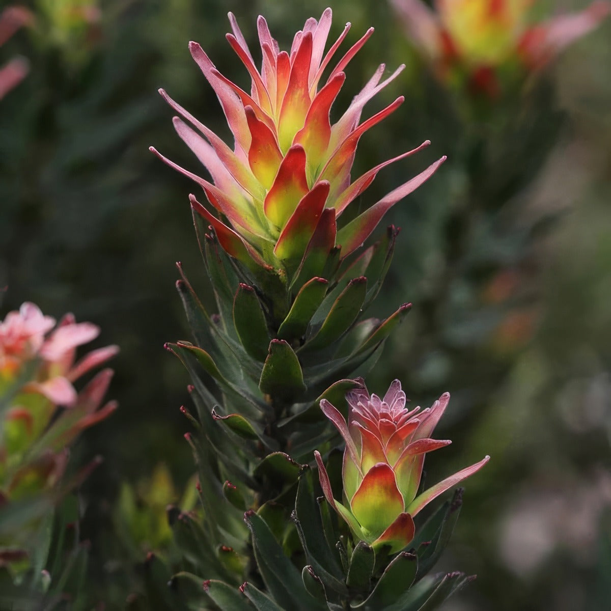 Mimetes Crackerjack Red 2 - Garden Express Australia