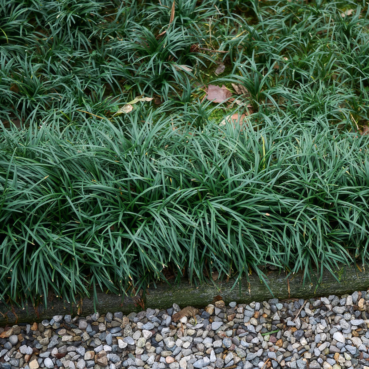 Mondo Grass Green P68mongre - Garden Express Australia