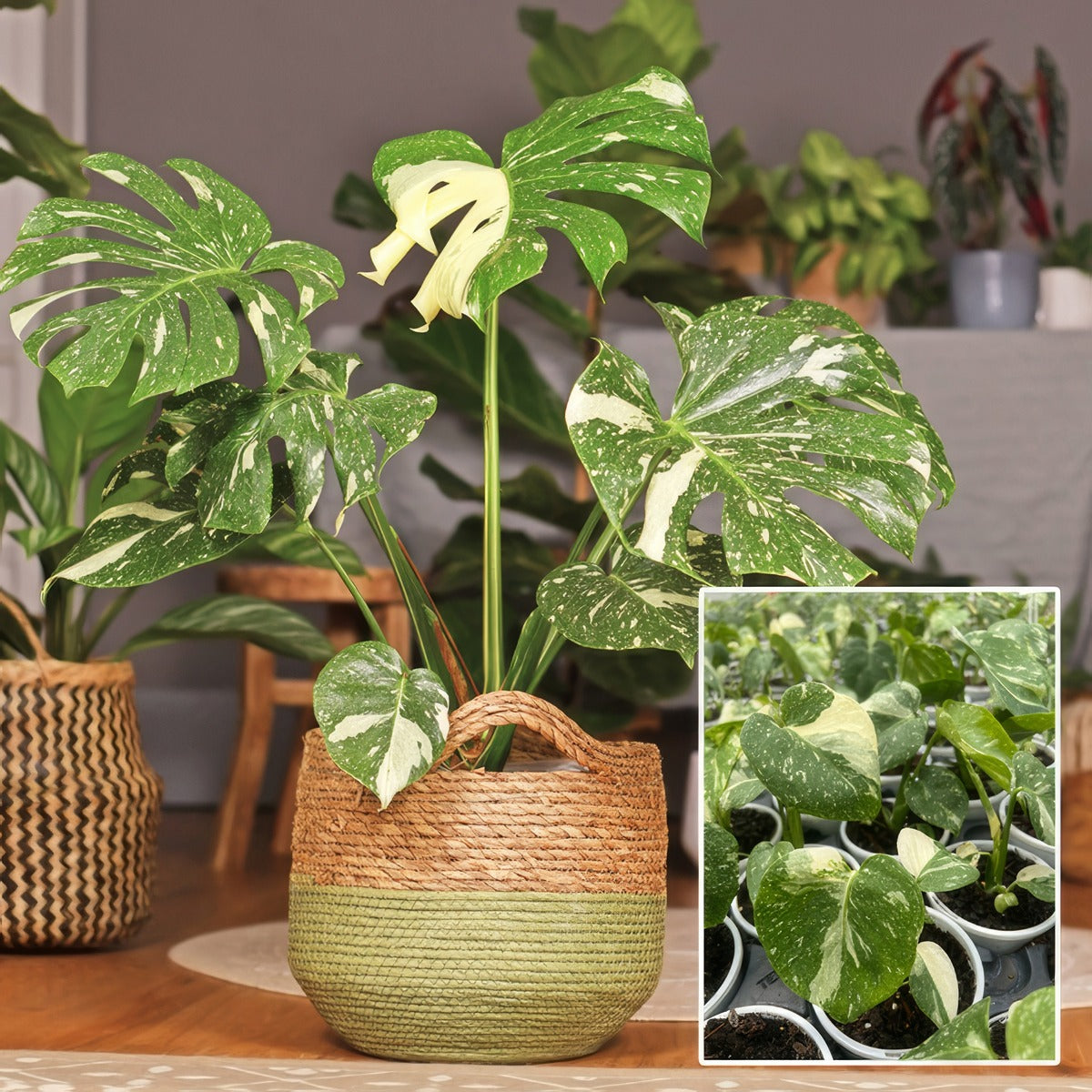 Monstera Thai Constellation 2023 P10montco - Garden Express Australia