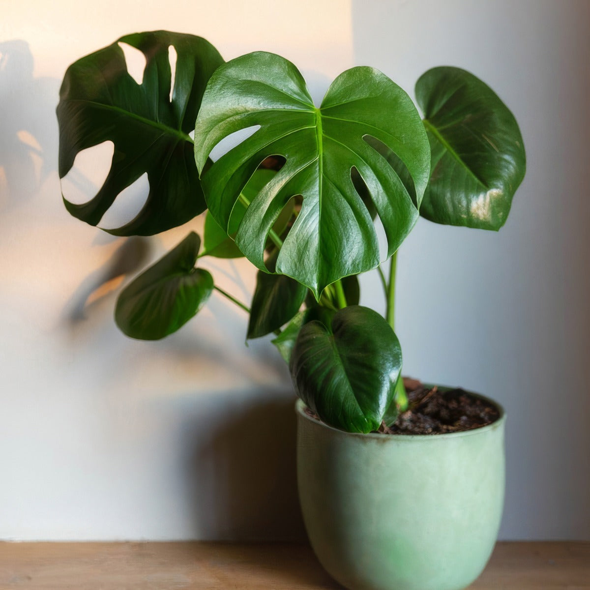 Monstera Tauerii Dwarf Swiss Cheese Plant P10montau - Garden Express Australia