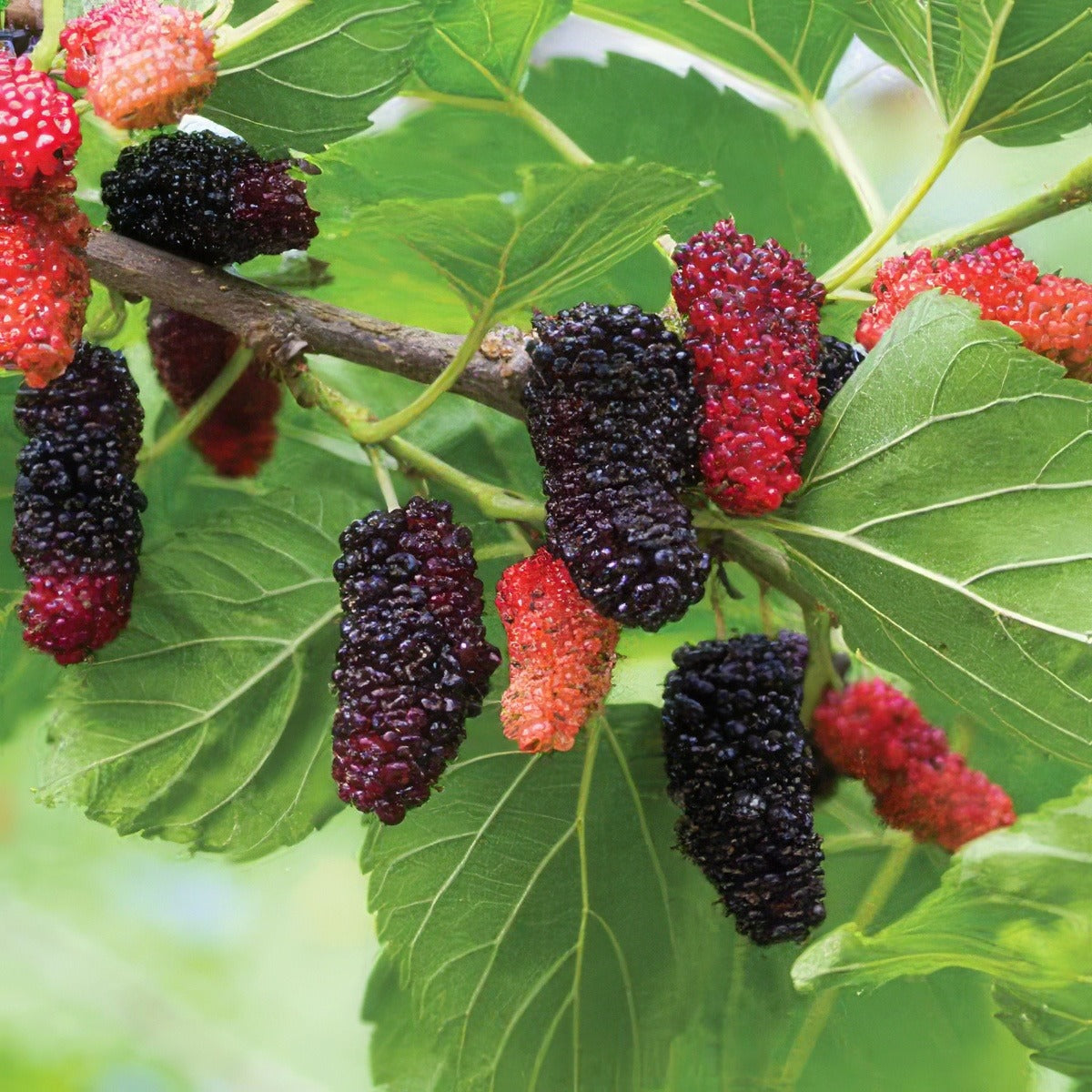 Mulberry Hicks Fancy Tremulhfa - Garden Express Australia