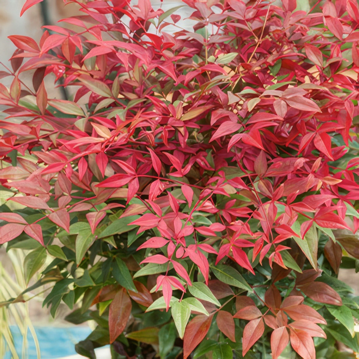 Nandina Obsession Seika Lponanos 2020 - Garden Express Australia