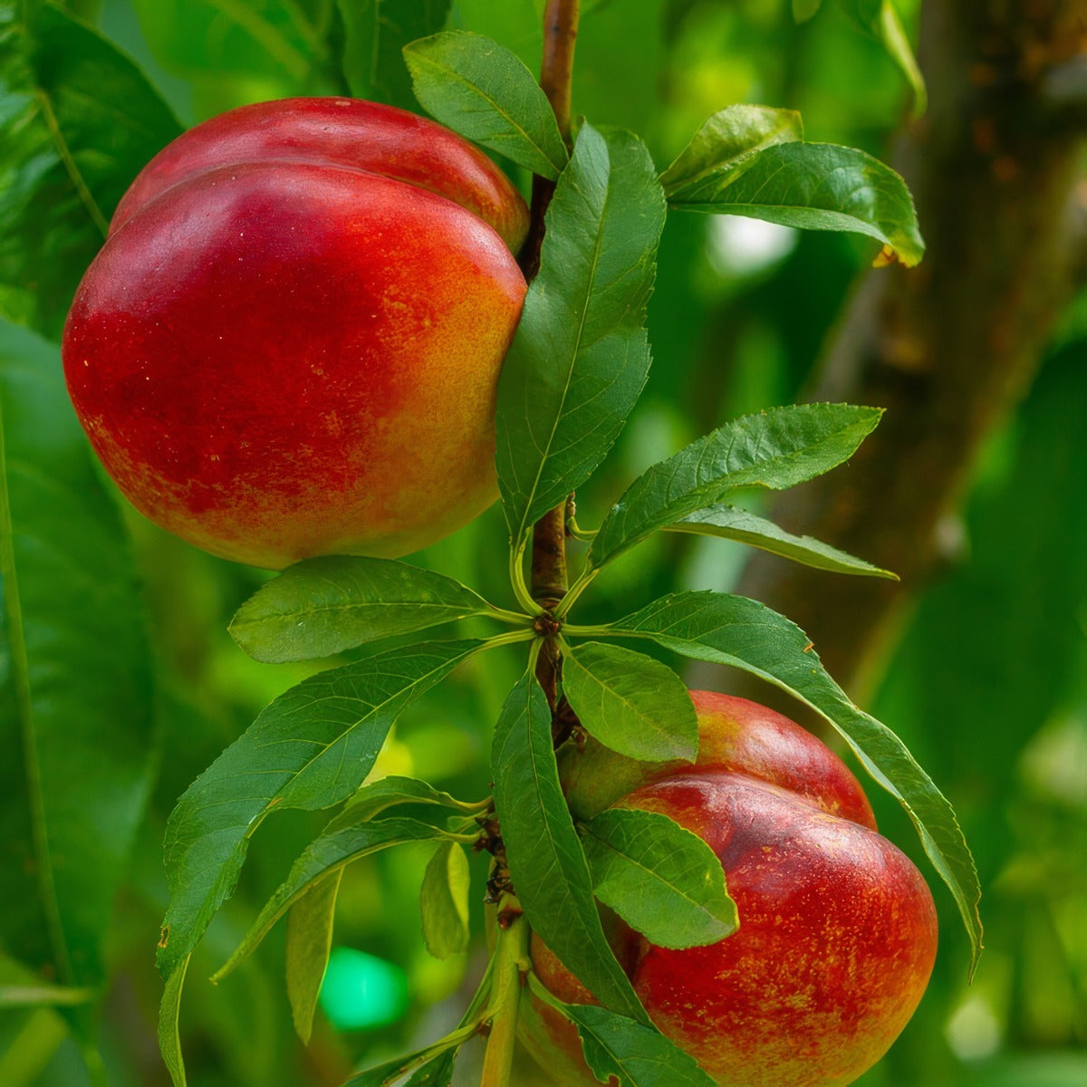 Nectarine Sunraycer Trenecsra - Garden Express Australia