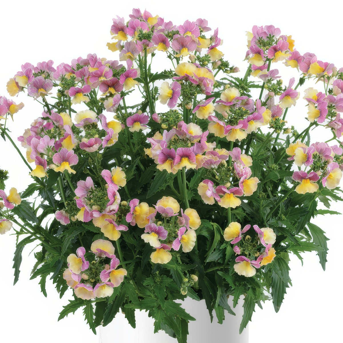 Nemesia Nesia Banana Swirl P14nemnbs - Garden Express Australia
