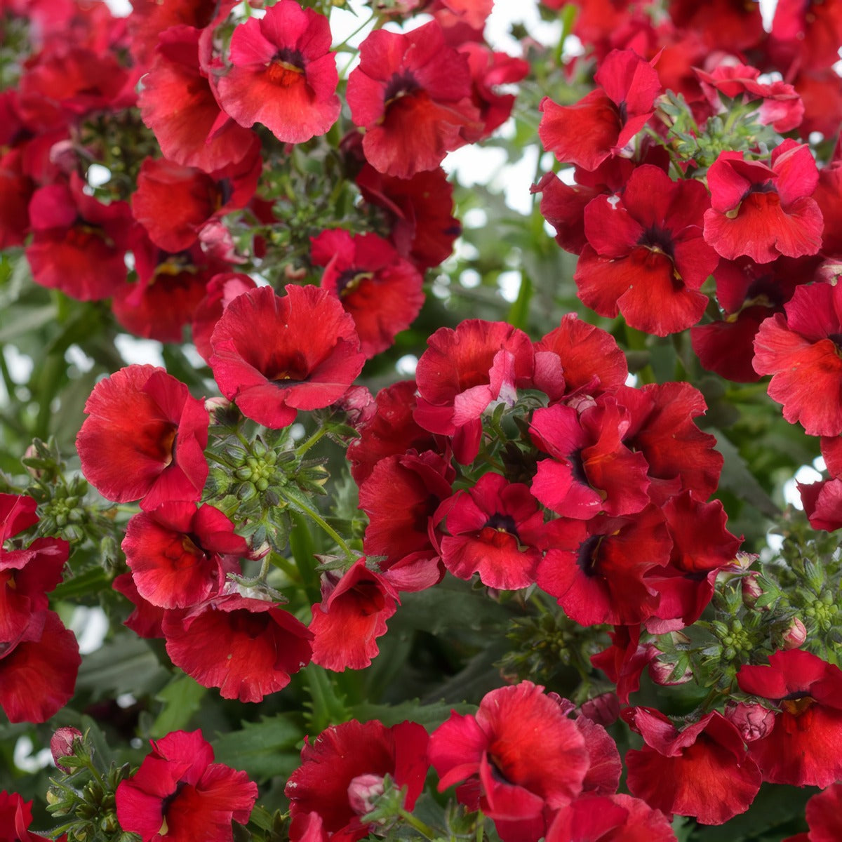 Nemesia Nesia Burgundy - Garden Express Australia