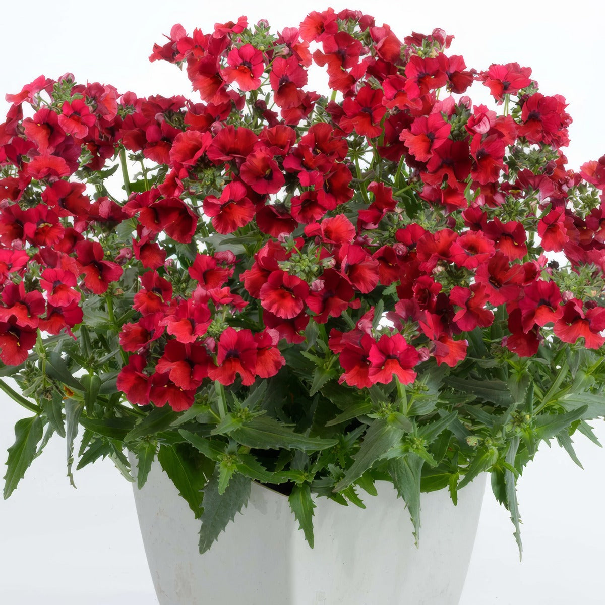 Nemesia Nesia Burgundy P68nemnbu - Garden Express Australia