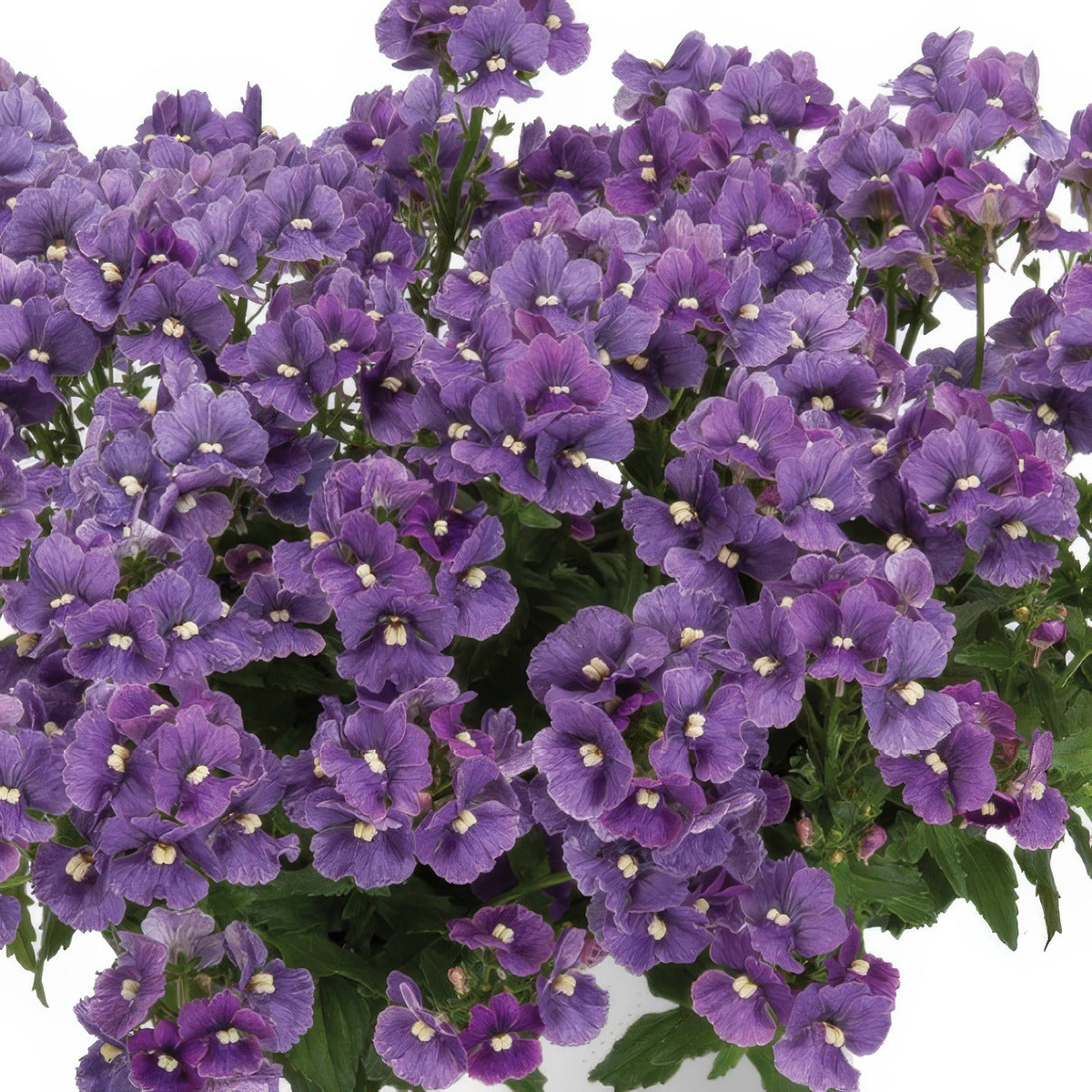 Nemesia Nesia Denim - Garden Express Australia