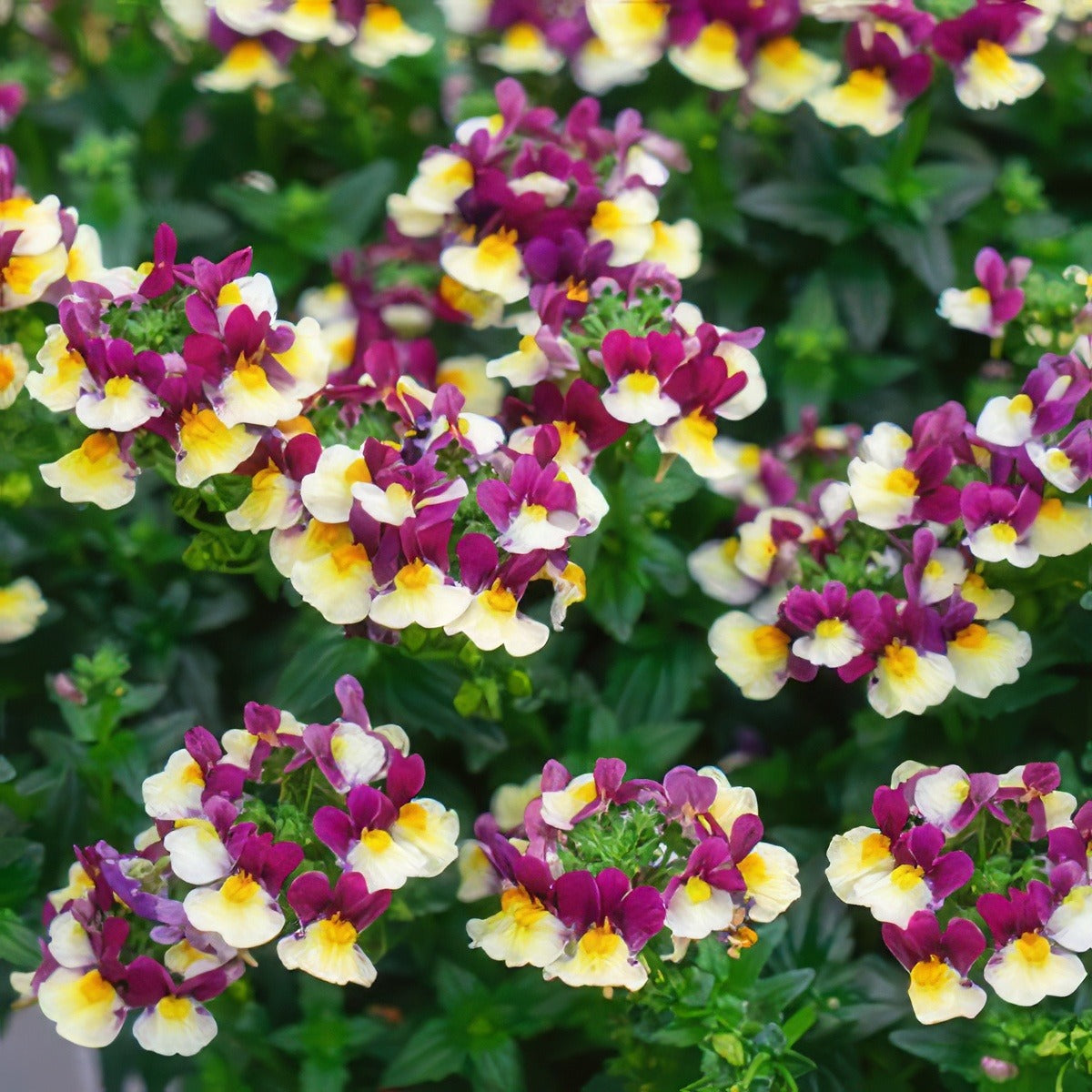 Escential Raspberry Lemonade Pplnemrle 2020 - Garden Express Australia