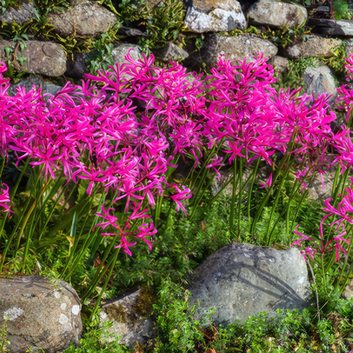 Nerine Rosea Pknerros 2018 - Garden Express Australia
