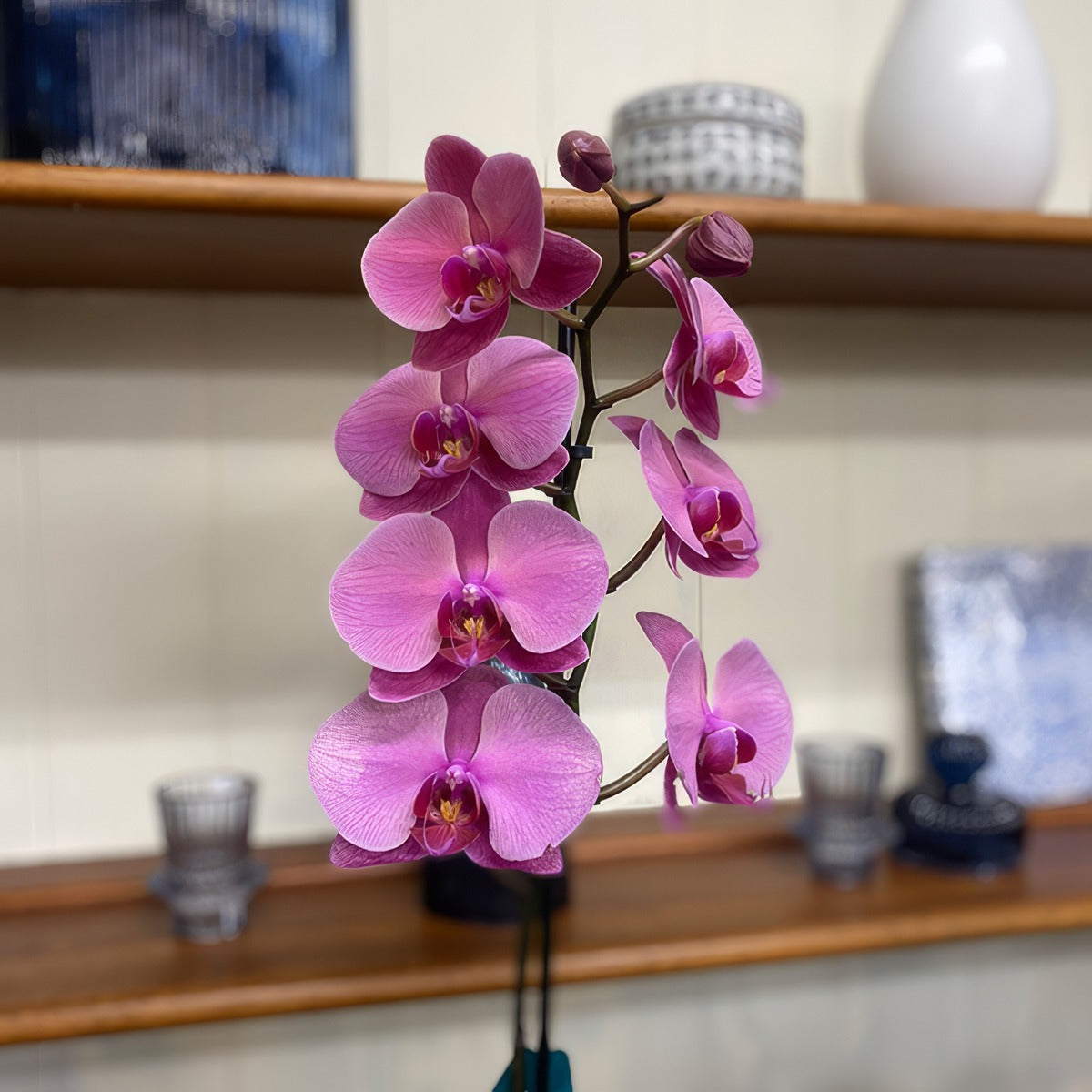 Orchid Phalaenopsis Single Stem Large Hot Pink P10ophshp 2 - Garden Express Australia