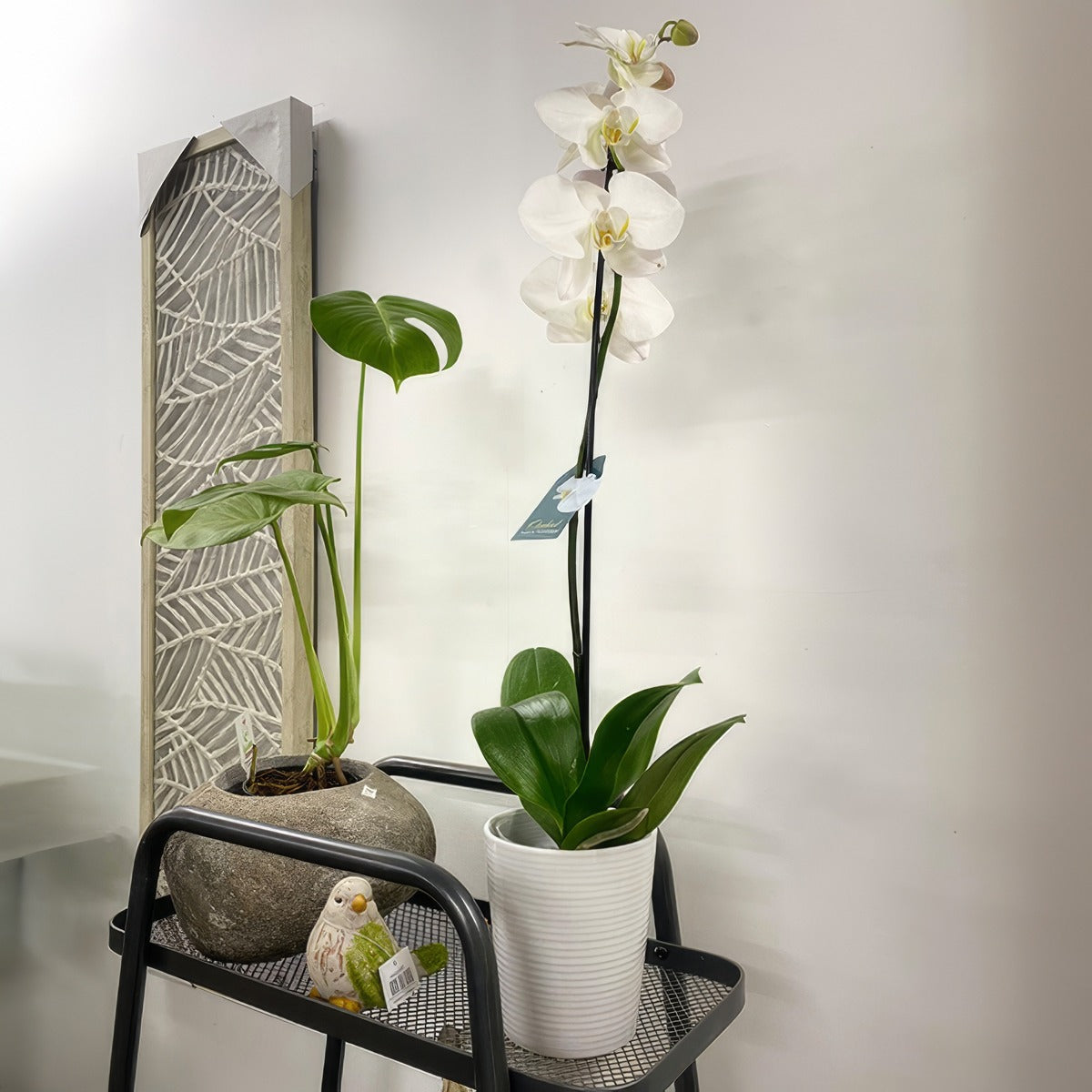 Orchid Phalaenopsis Single Stem White P85ophssw 5 - Garden Express Australia