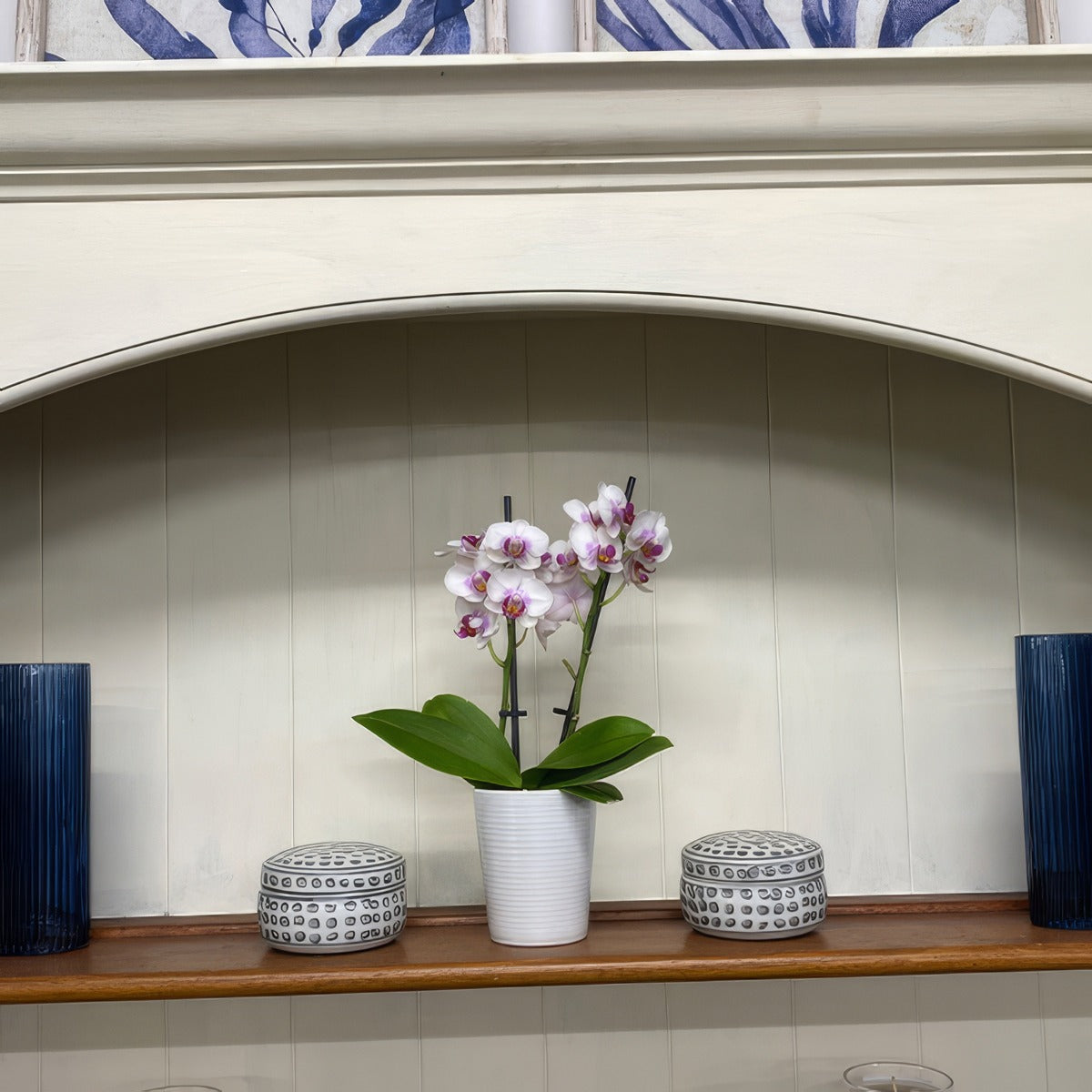 Orchid Phalaenopsis Double Stem White And Pink P85ophwhp 3 - Garden Express Australia