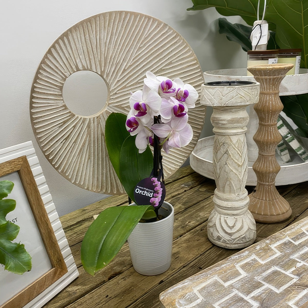 Orchid Phalaenopsis Double Stem White And Pink P85ophwhp 1 - Garden Express Australia