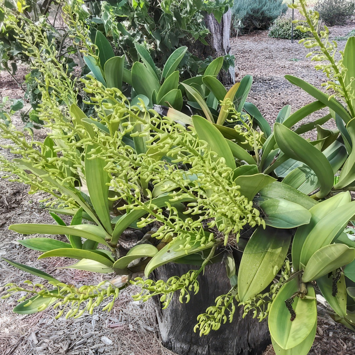 Sydney Rock Orchid Clump - Garden Express Australia