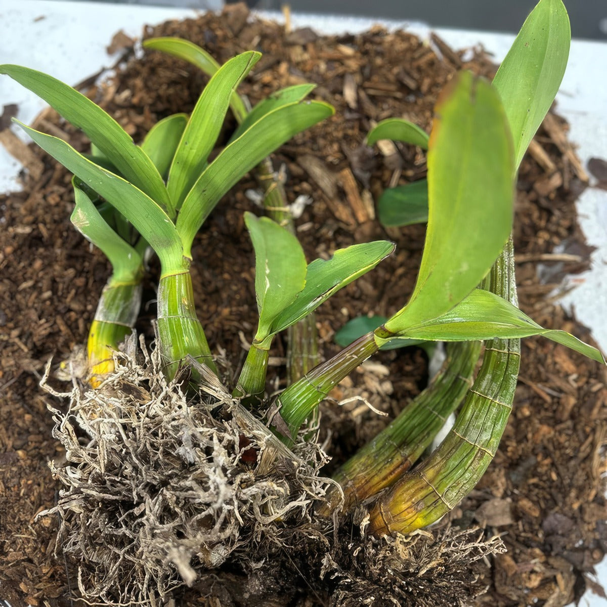 Sydney Rock Orchid Large 2 - Garden Express Australia