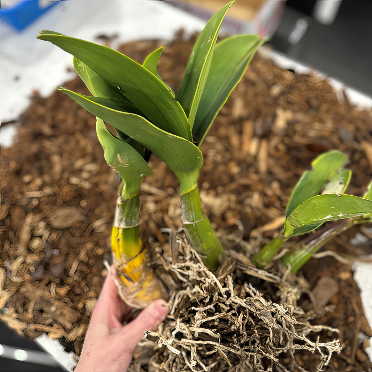 Sydney Rock Orchid Large - Garden Express Australia